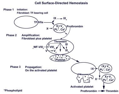 Cell surfaced–directed hemostasis. Initially, a sm