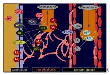 Communication between the urothelium and the subur