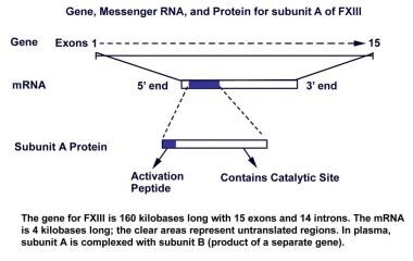 Gene, messenger RNA, and protein for subunit A of 