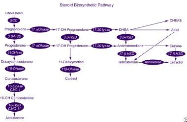 Steroid biosynthetic pathway. 