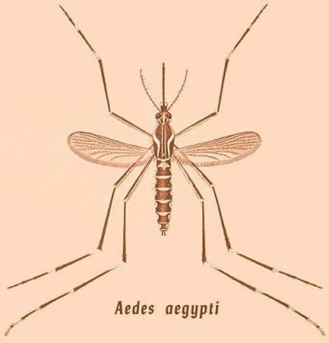 Drawing of Aedes aegypti mosquito. Courtesy of the