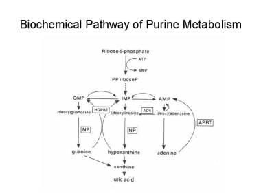 Biochemical pathway of purine metabolism. AMP = ad