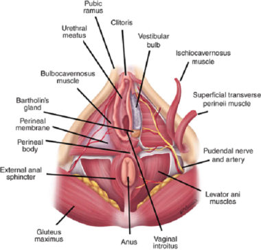 Muscles of the pelvic floor. Courtesy of McGraw-Hi