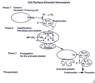 Cell surface-directed hemostasis. Initially, a sma
