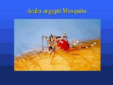 Aedes aegypti mosquito. Picture from the Centers 