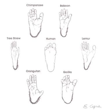 Different evolutions of the foot in primates. 