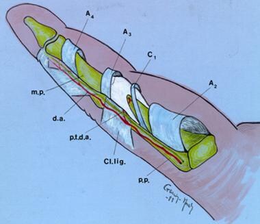 Schematic volar view of a finger. Note that betwee