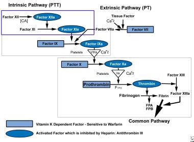 Deep Venous Thrombosis (DVT). The coagulation path