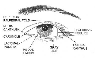 Eyelid subunits. Illustrated by Charles Norman. 