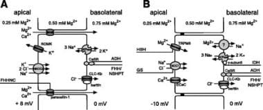 (A) Magnesium reabsorption in the thick ascending 