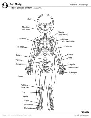 Skeletal system of toddler, anterior view. 