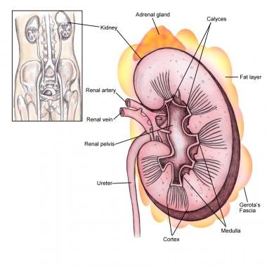 Renal anatomy, renal fascia. 