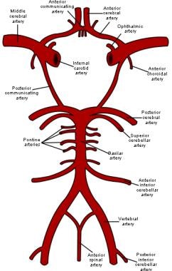 Schematic representation of the circle of Willis, 