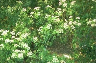 Hemlock. Photo by Cornell University Poisonous Pla