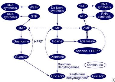 Purine metabolic pathway. 