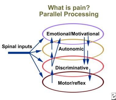 A neurophysiologist's view of pain. Courtesy of Al