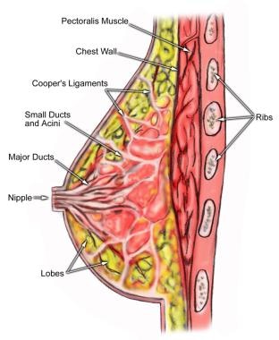 Anatomy of the breast. 