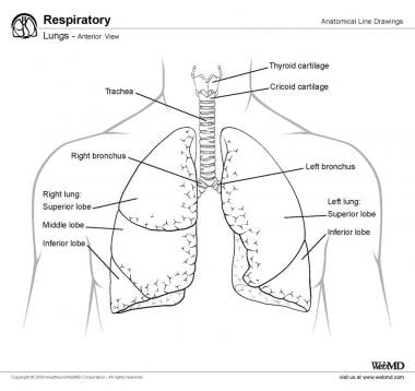 Lung Anatomy: Overview, Gross Anatomy, Microscopic Anatomy