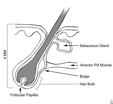 Anatomy of the hair follicle. 