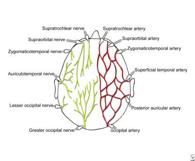 Sensory innervation and arterial supply of the sca