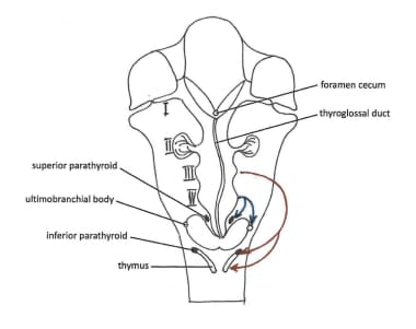 Descent of the thyroid and parathyroids.