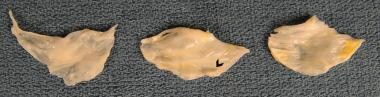 This gross image shows the flow surface of cusps f