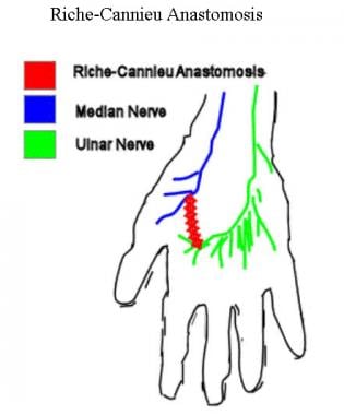 Riche-Cannieu anastomosis is communication between