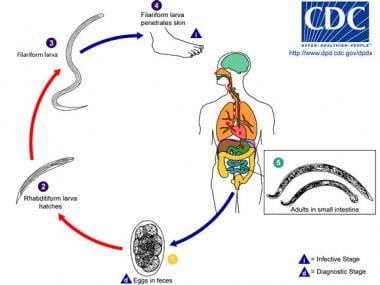 Life cycle of hookworm. Image courtesy of Division