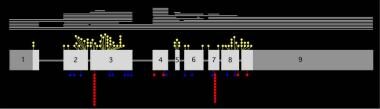 The HPRT gene has 9 exons, with the coding region 