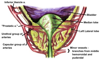 Blood supply to the prostate. Note the two main br