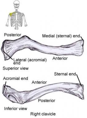 Osteology (Bone Anatomy): Overview, Gross Anatomy Overview, Gross