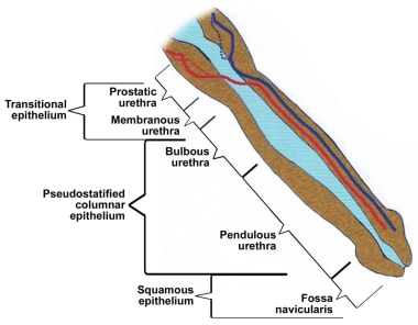 The male urethra. 