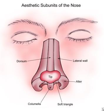 Aesthetic subunits of the nose. 