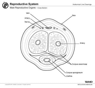 Cross-section view of the penis is shown.