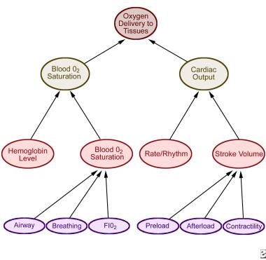 Determinants of cardiac function and oxygen delive