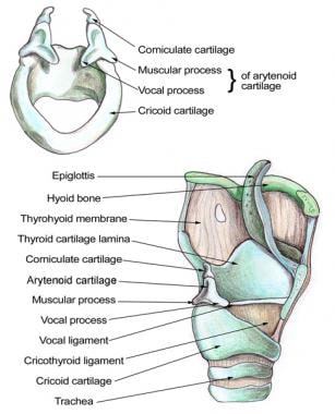 Larynx Anatomy Gross Anatomy Functional Anatomy Of The Larynx