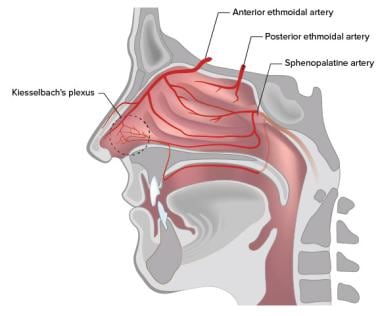 Nasal vascular anatomy