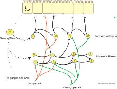 Illustration of neural control of gut wall by symp