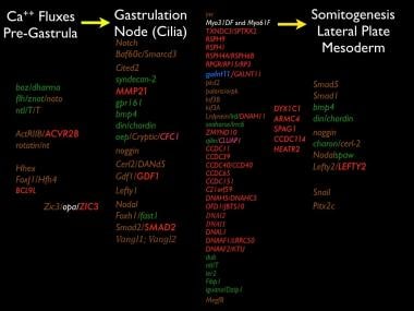 Genes required for proper left-right asymmetry are