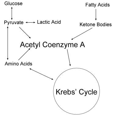 Krebs cycle. 