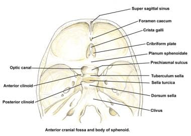 Anterior cranial fossa and body of the sphenoid. 