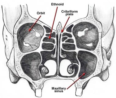 A diagram of the nasoorbitoethmoid complex is show