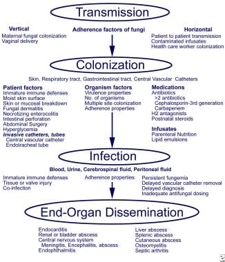 Pathogenesis and invasive fungal infections in ver