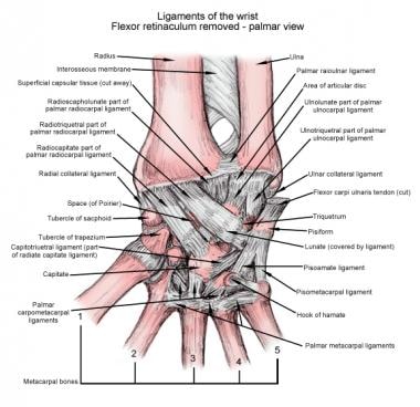 Ligaments of the wrist, palmar view. 