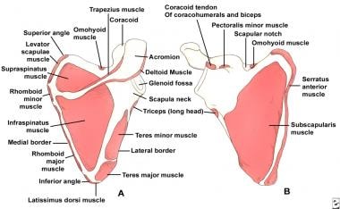 Scapular anatomy. Muscle origin and insertion. 