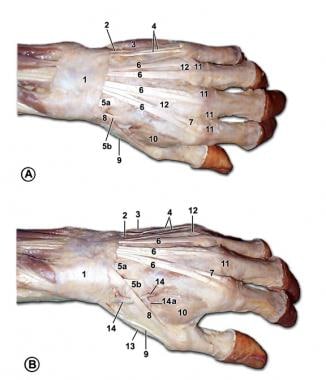 Muscles and tendons of the dorsum of the left hand
