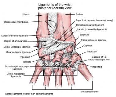 Ligaments of the wrist, posterior (dorsal) view. 