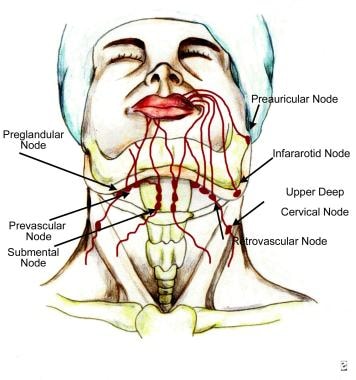 Lips and perioral region anatomy. Lymphatic draina