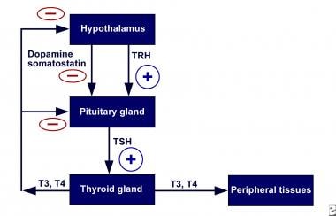 Hypothalamic-pituitary-thyroid axis feedback. Sche