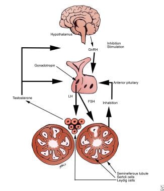 Male infertility. Hypothalamic-pituitary-gonadal a